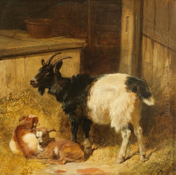 Goats In A Barn - view 1