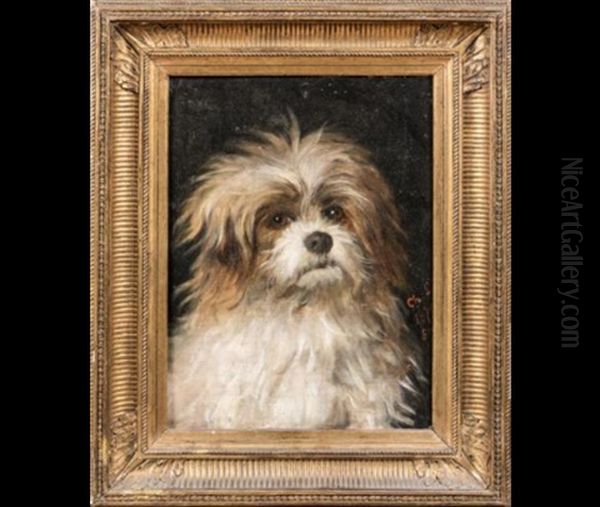 Shih-tzu - view 1