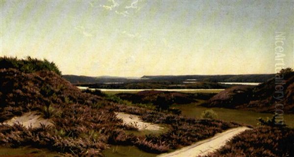Blomstrende Lyng I Vinningdal Ved Silkeborg - view 1