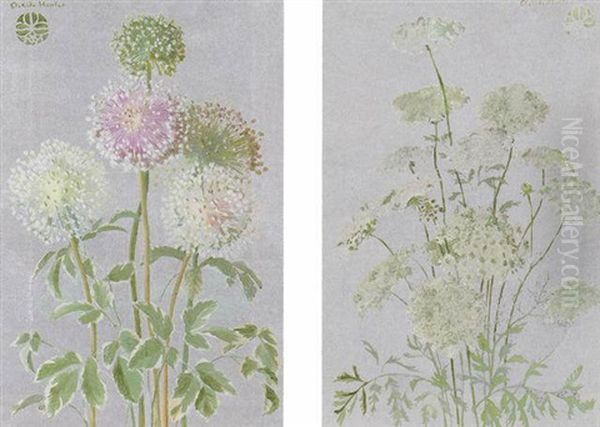 Allium - view 1