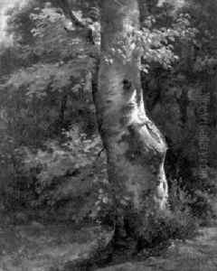 Grosser Baum Am Waldrand