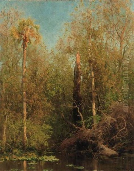 Florida Swamp - view 1