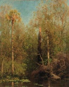Florida Swamp