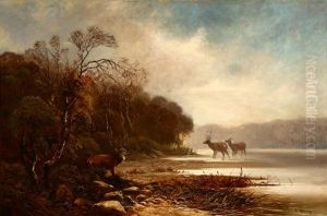 Stags Watering Near Water's Edge