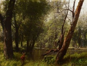 Woods Inundated With Deer Woods Inundated With Deer