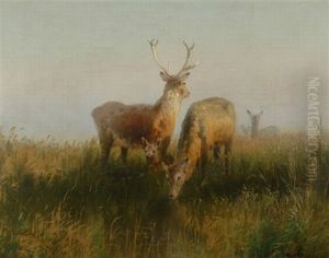 Elk Losing Their Winter Coat