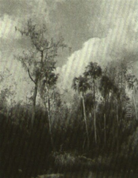 Florida Marsh Scene - view 1