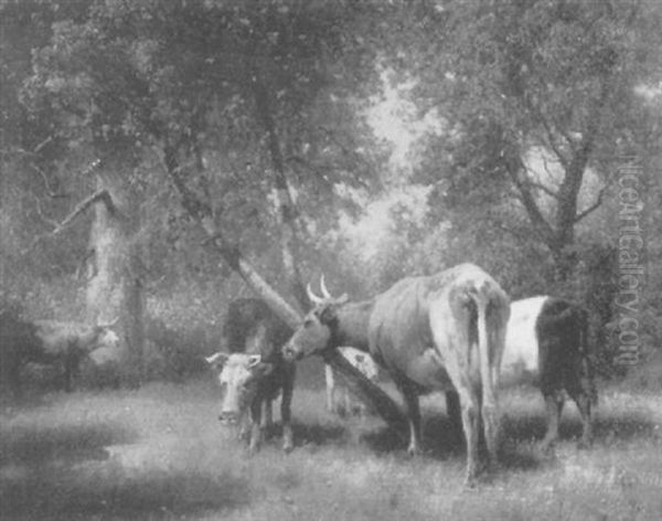 Cattle Resting - view 1