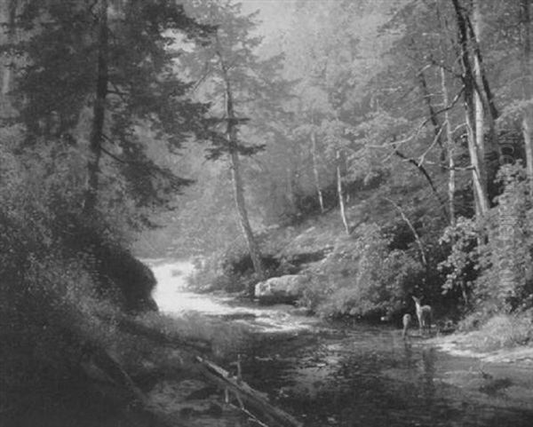 Deer Beside A Woodland Stream - view 1