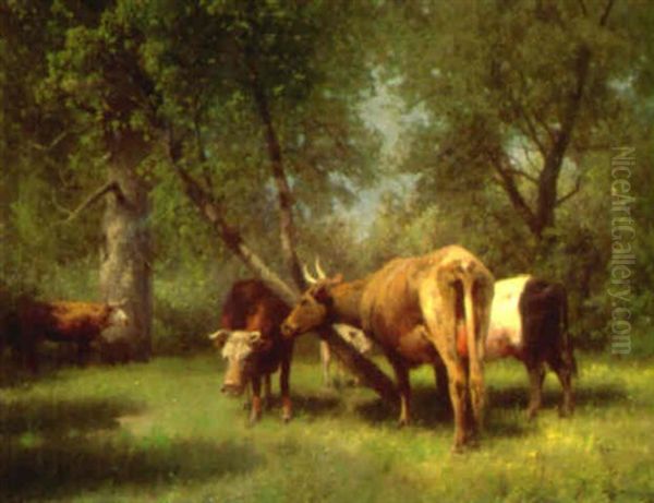 Cattle Resting In The Woods - view 1