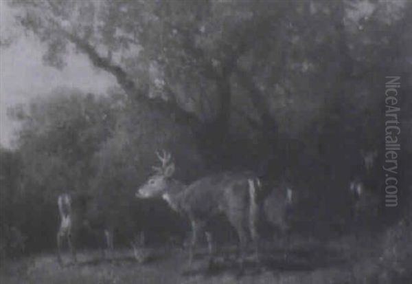 Deer Feeding In A Clearing - view 1