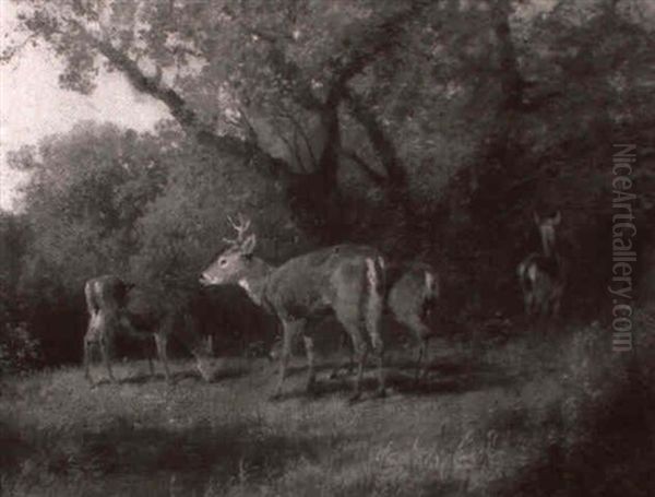 Deer Feeding In A Clearing - view 1