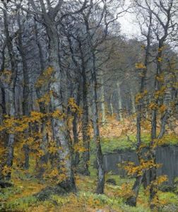 Herbstliche Waldlandschaft Am Abend Herbstliche Waldlandschaft Am Abend