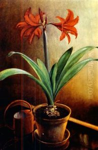 Stilleben Mit Amaryllis