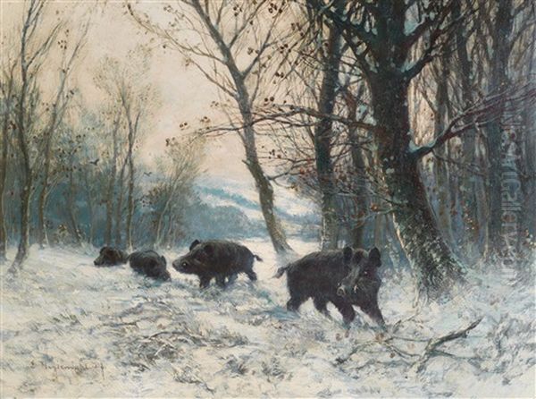 Wild Boar In A Winter Woodland Clearing - view 1