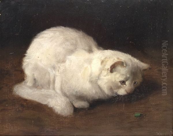 Persian Cat, Watching A Beetle - view 1