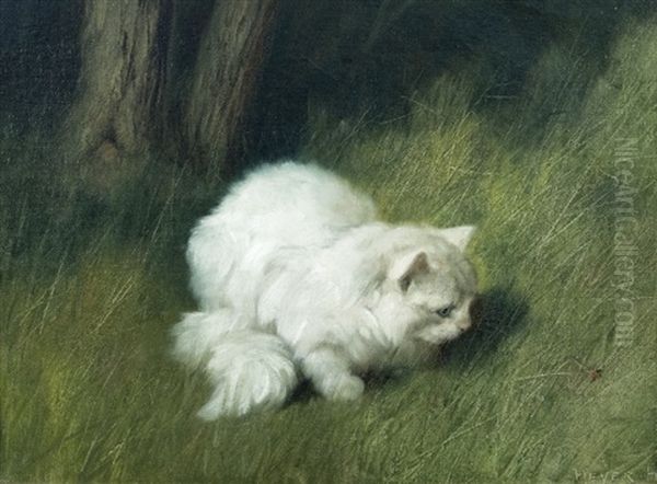 Persian Cat In The Grass - view 1