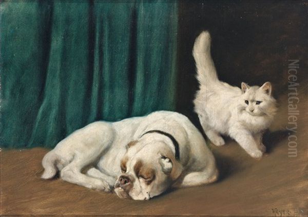 Ruhende Bulldogge Und Weise Perserkatze - view 1