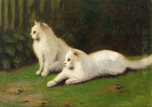 Zwei Weise Perserkatzen Auf Wiese - view 1