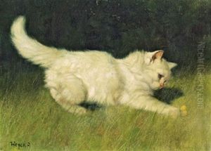 Weise Katze Und Ein Schmetterling