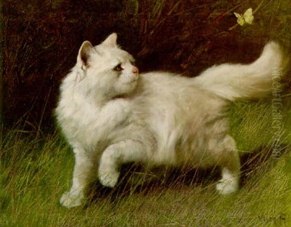 A White Persian Chasing A Butterfly - view 1