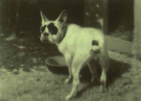 Bulldog - view 1