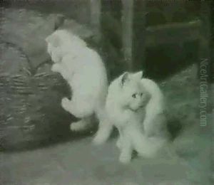 Zwei Weisse Katzen Mit Weidenkorb Zwei Weisse Katzen Mit Weidenkorb