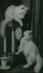Katzen Lernen Die Uhr Kennen