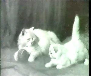 Two White Angora Kittens Playing With A Ball In An          Interior