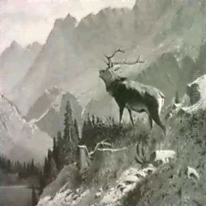 Rohrender Hirsch Am Hang Uder Dem Gebirgssee Rohrender Hirsch Am Hang Uder Dem Gebirgssee