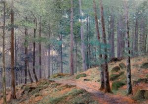 Sous-bois Sous-bois