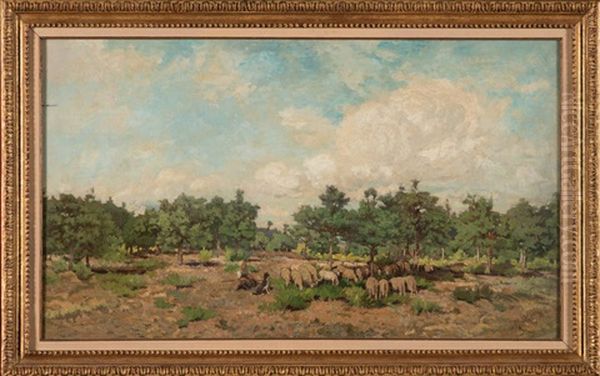Moutons Dans Le Bois De Sapins - view 1