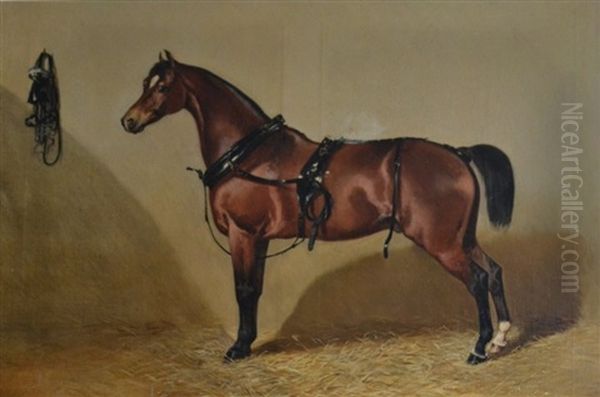 Portrait De Cheval A L"ecurie - view 1