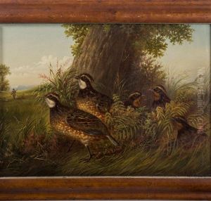 A Family Of Quail
