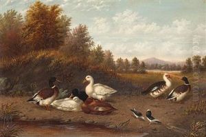 A Raft Of Ducks Near A Pond by Howard L. Hill
