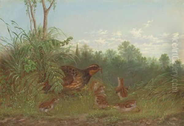 A Quail Feeding Her Chicks - view 1