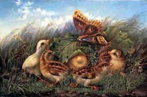 Moth And Chicks