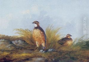 A Pair Of Quail