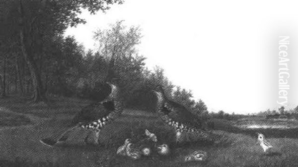 Family Of Grouse - view 1