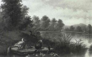 Ducks On A Pond Ducks On A Pond
