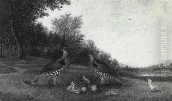 A Family Of Pheasants - view 1