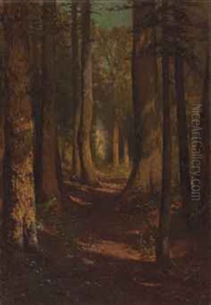 A Tree Lined Path Through The Woods - view 1