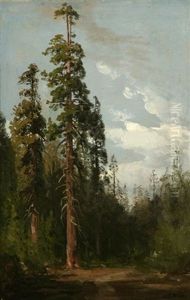 Old Doubletop, Giant Redwood, Mariposa Grove, Yosemite
