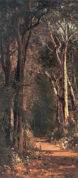 A Sunlit Path Through The Woods - view 1