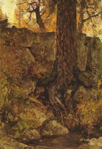 Old Tree Near A Pool In A Forest - view 1
