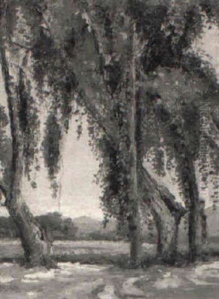 Spanish Moss - view 1