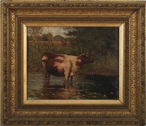 Cow Wading In A Stream Cow Wading In A Stream