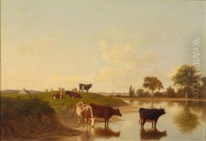 Cattle Watering Cattle Watering