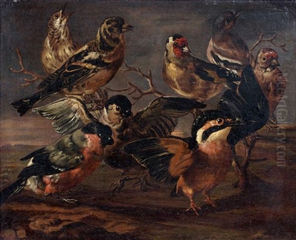 Etude De Bouvreuils, Pinsons Du Nord, Pinsons Des Arbres Et D'un Martin-pecheur - view 1