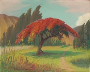Royal Poinciana In Full Bloom, Honolulu, Hawaii